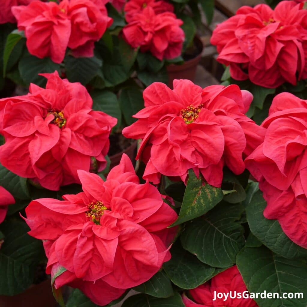 poinsettia winter rose plants with red flowers 