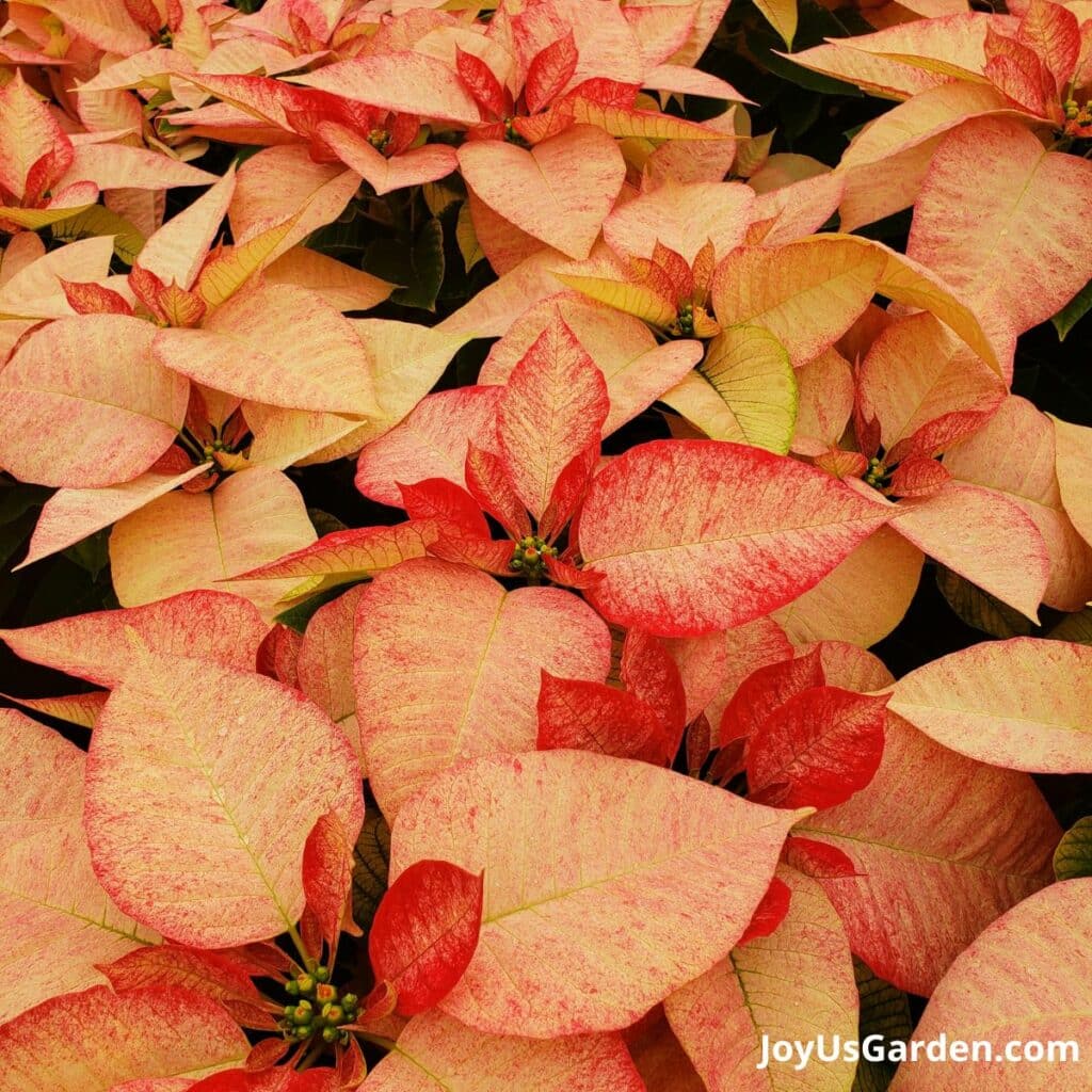 close up of poinsettia picasso flowers with pink & white flowers