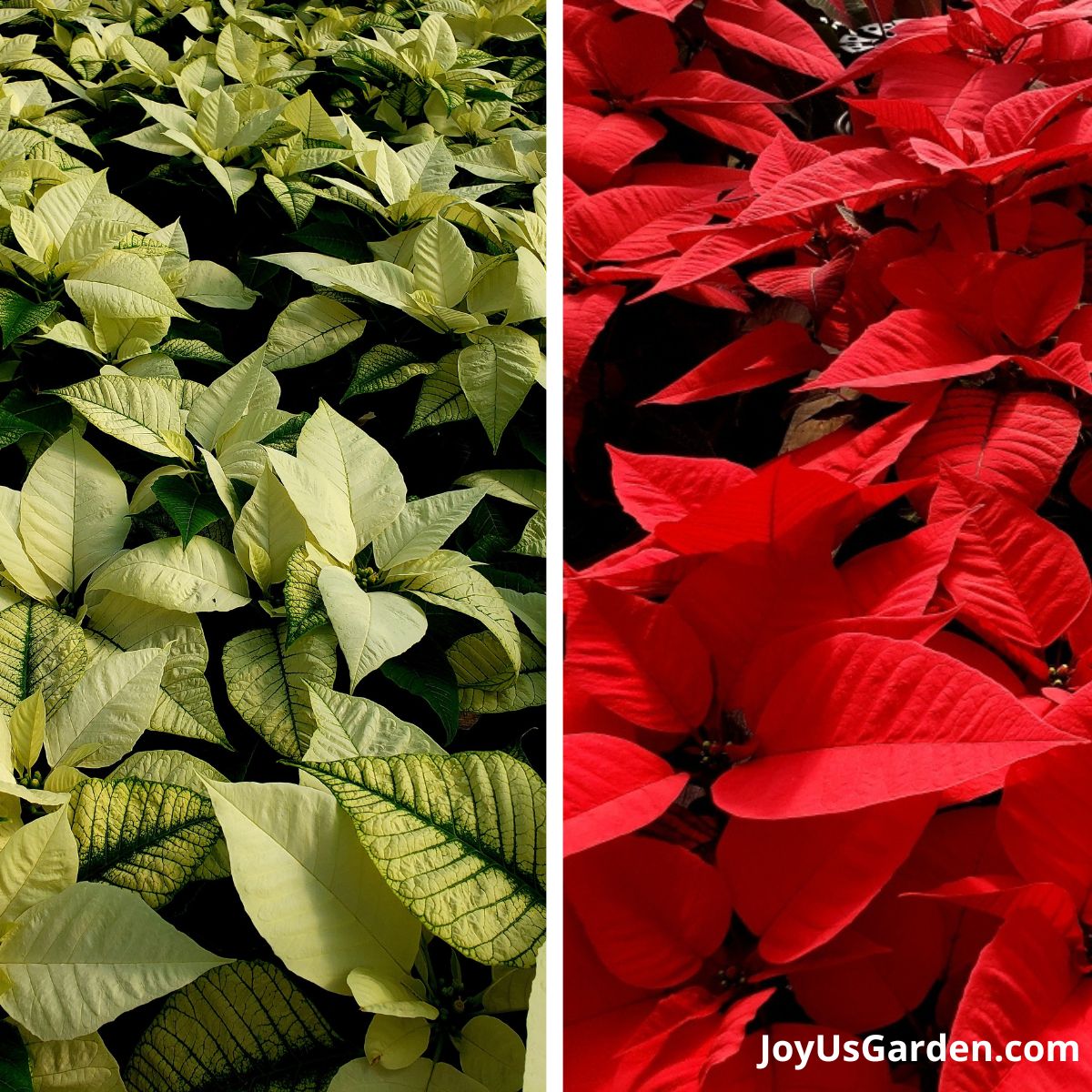 a collage of 2 photos side by side white poinsettias on the left & red poinsettias on the right