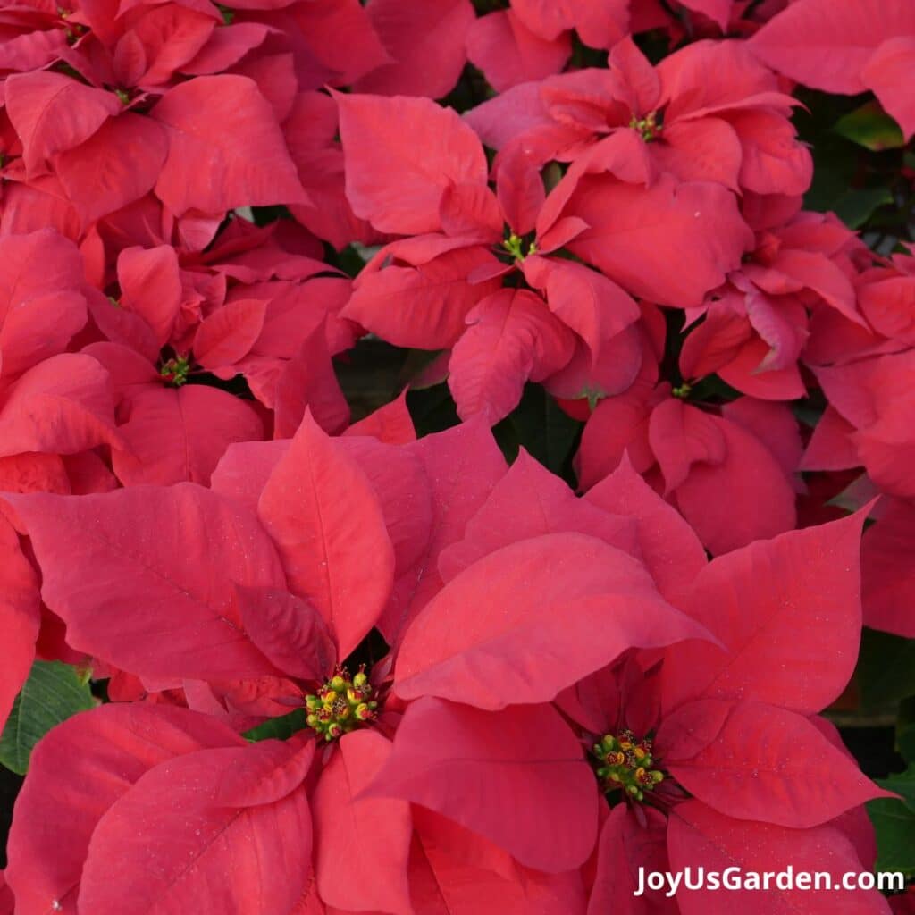 looking down on many colorful red poinsettias