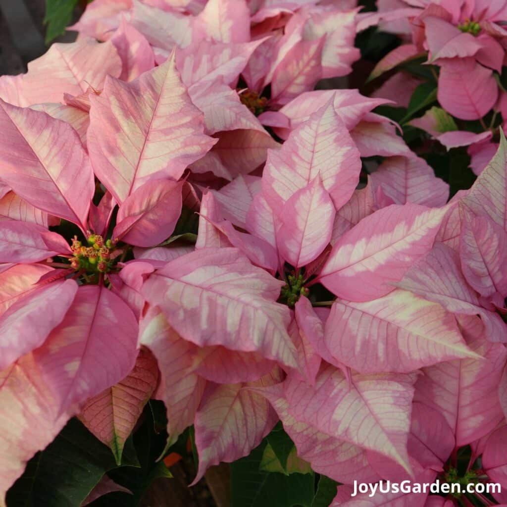 looking down on pink & white pink champagne poinsettias