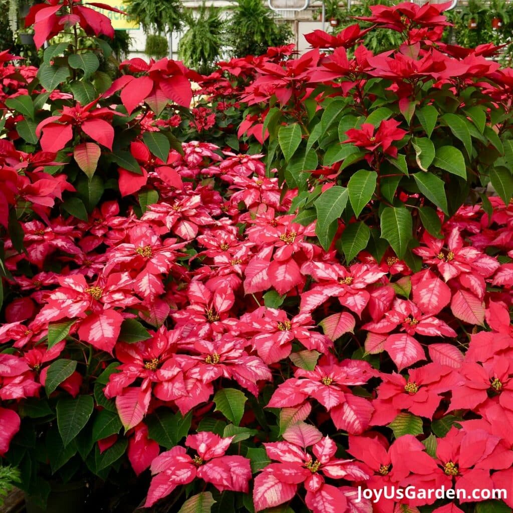 masses of different sizes of red poinsettias in a greenhouse