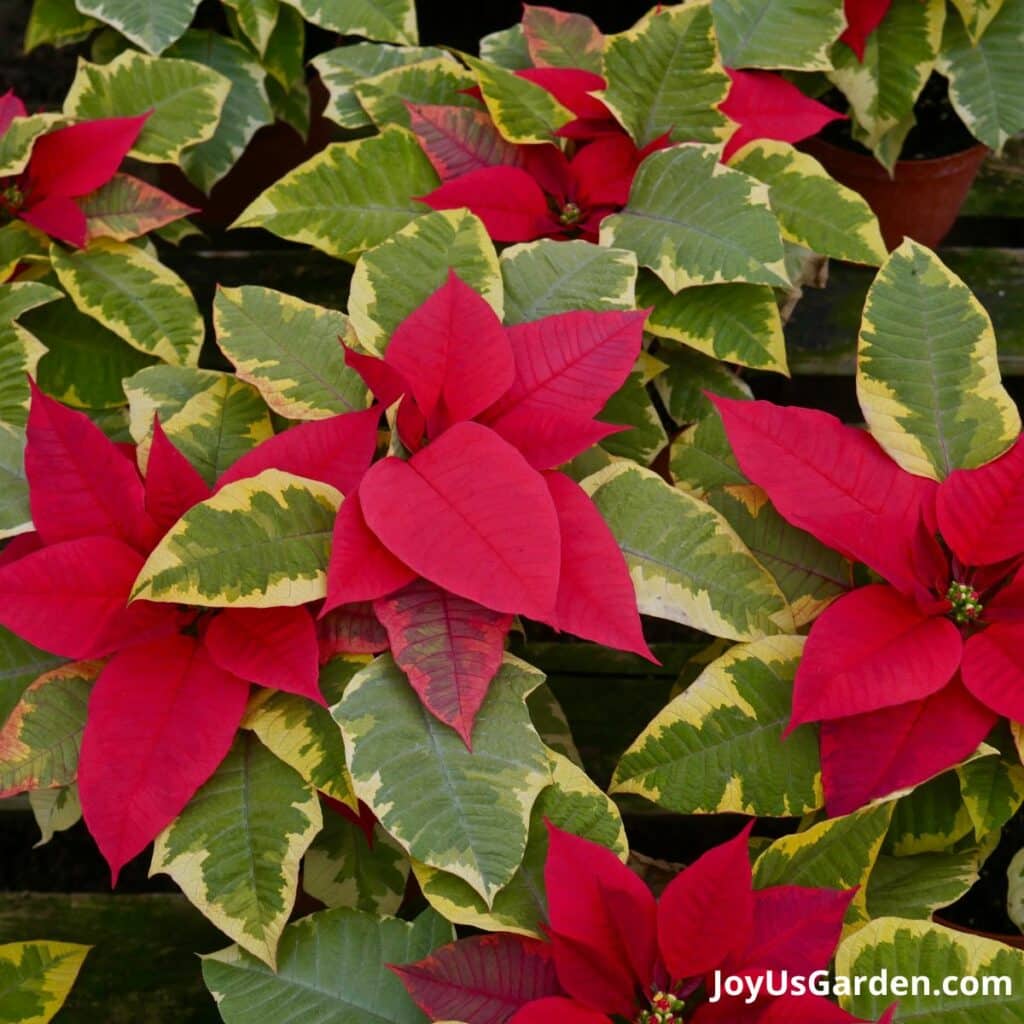 looking down on tapestry poinsettias with red flowers & variegated foliage