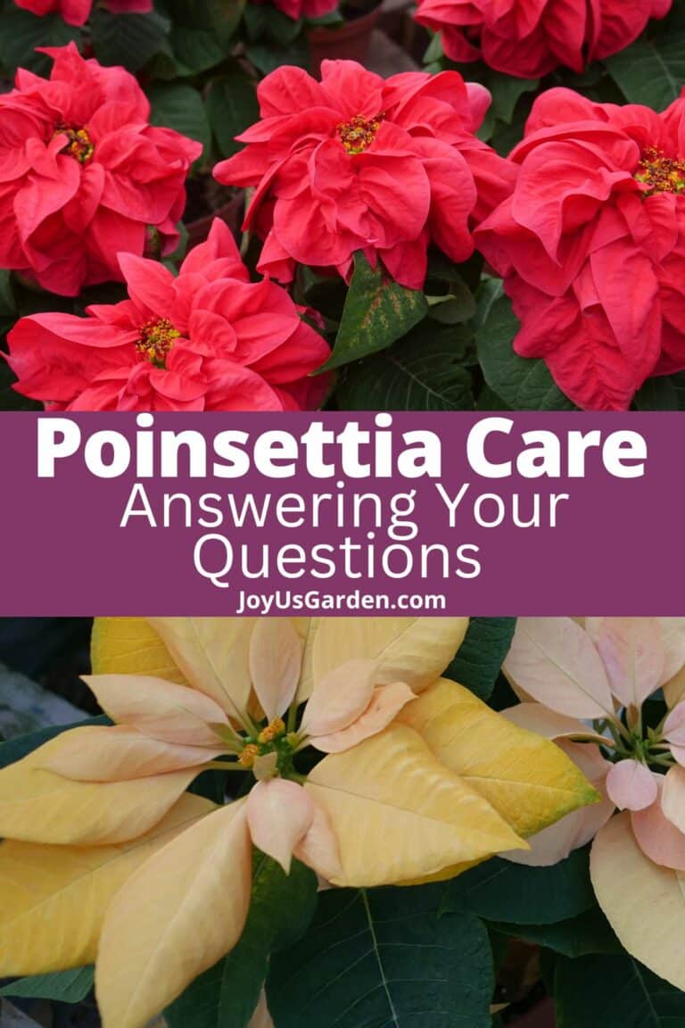 Answering Your Questions About Poinsettias