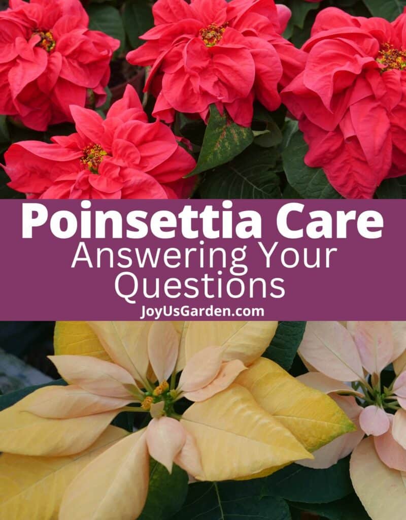 a collage with red poinsettias on the top & yellow poinsettias on the bottom the middle text reads poinsettia care answering your questions joyusgarden.com