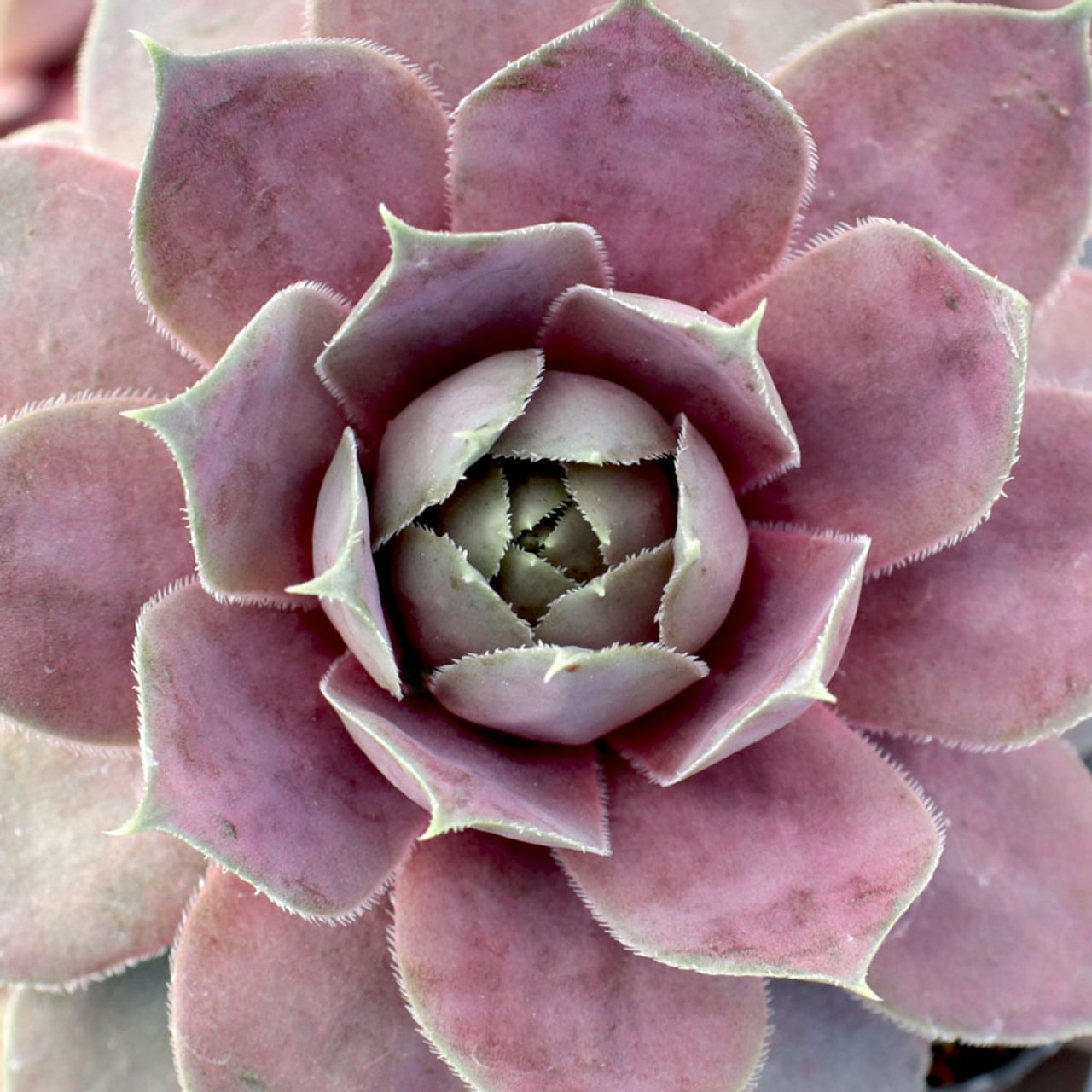 Sempervivum - Pink Lotus from mountain crest gardens