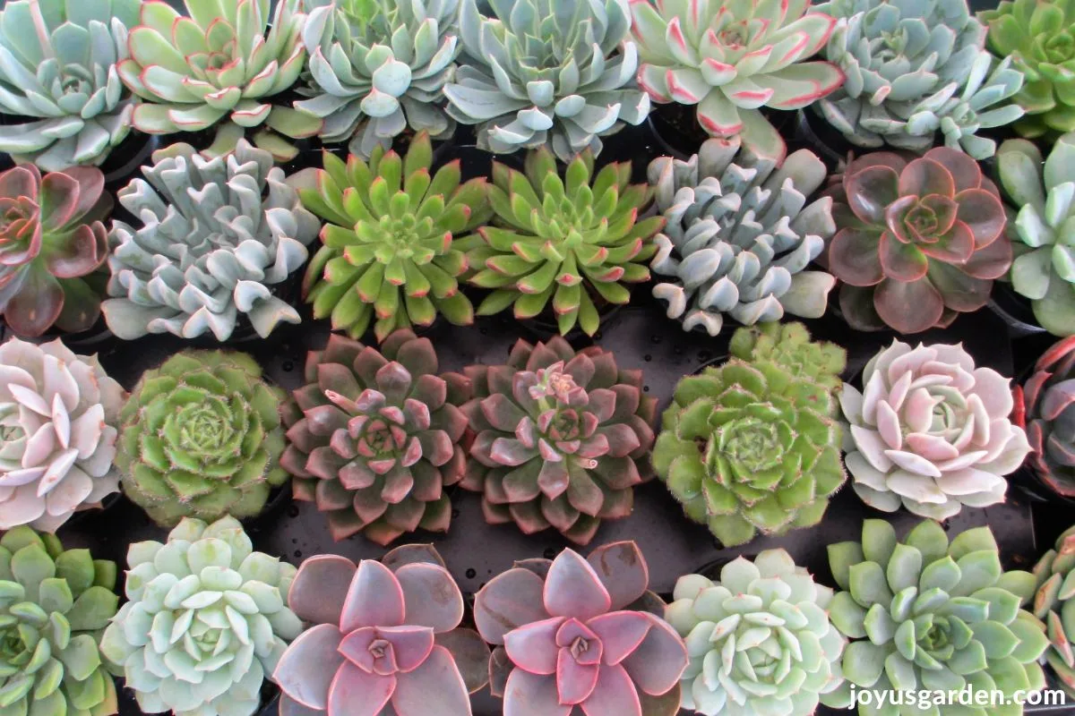 Succulents in a variety of shapes, colors, and textures