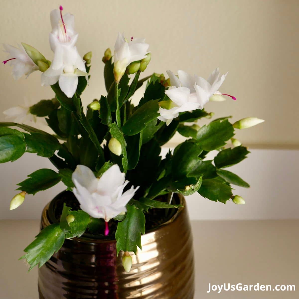 Christmas cactus with white blooms starting to emerge n gold pot