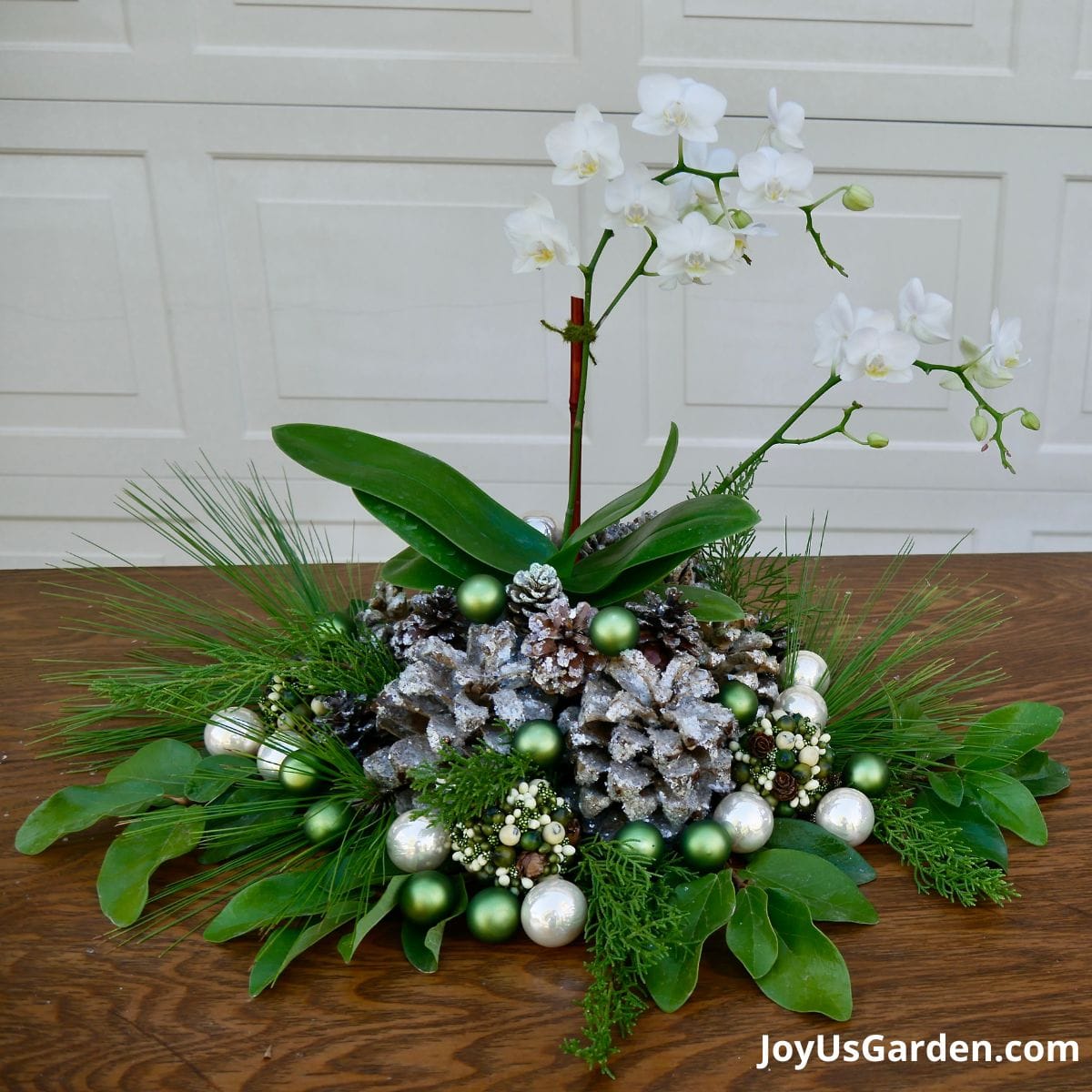 phalaenopsis orchid on table outdoors with pinecones and holiday decorations at its base