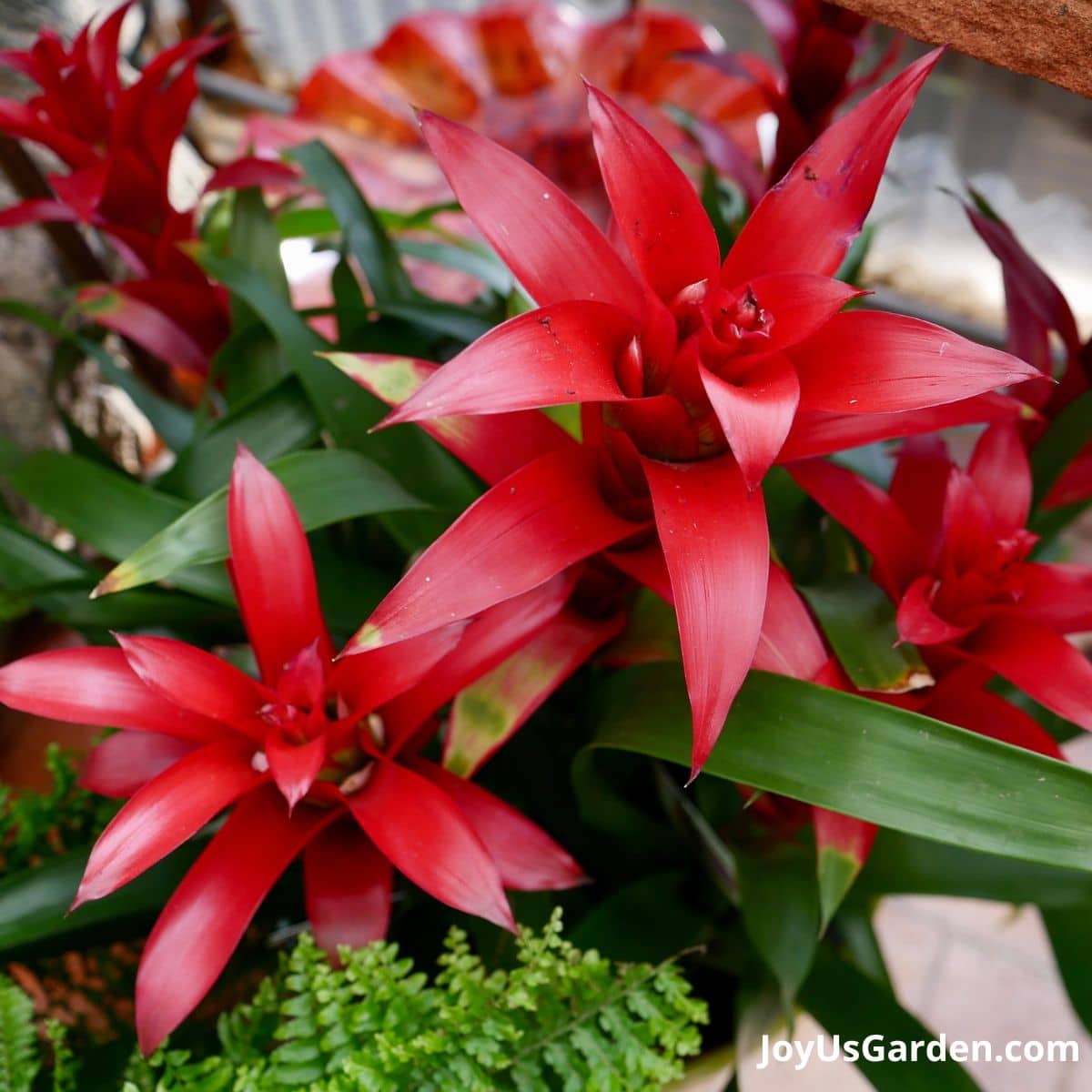 close up photo of guzmania with bright red flower