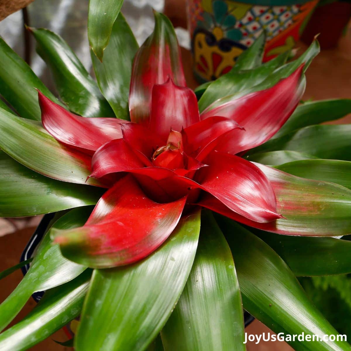 Neoregelias Bromeliad with red flower and green foliage