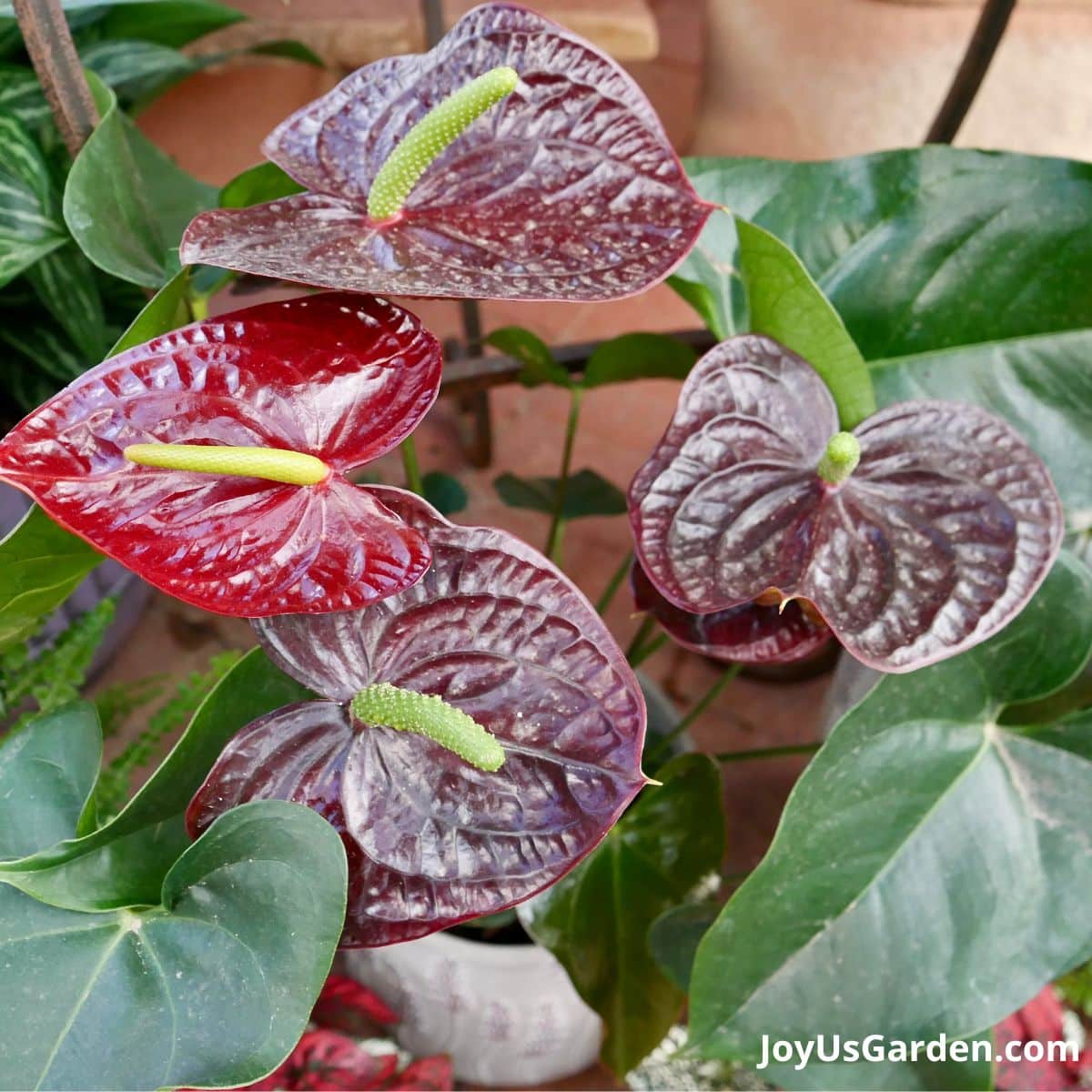 red and burgundy color flower on anthurium