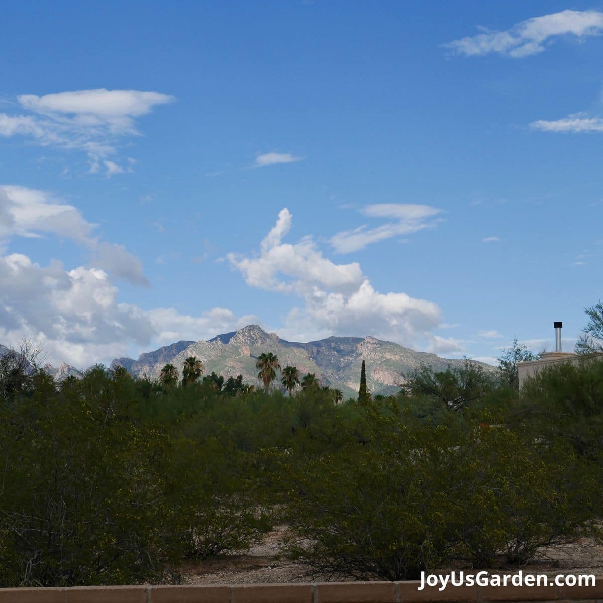 desert landscape shown, creosote bushes, palm trees, and mountain range