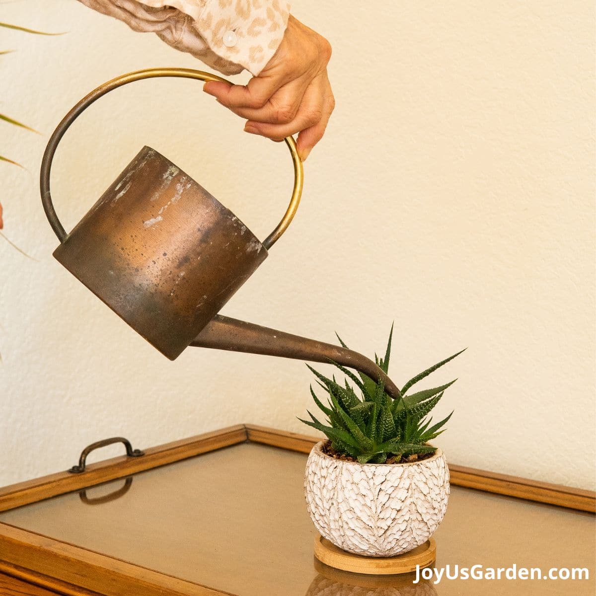 woman's hand shown holding a watering can and watering a haworthia in a small white pot