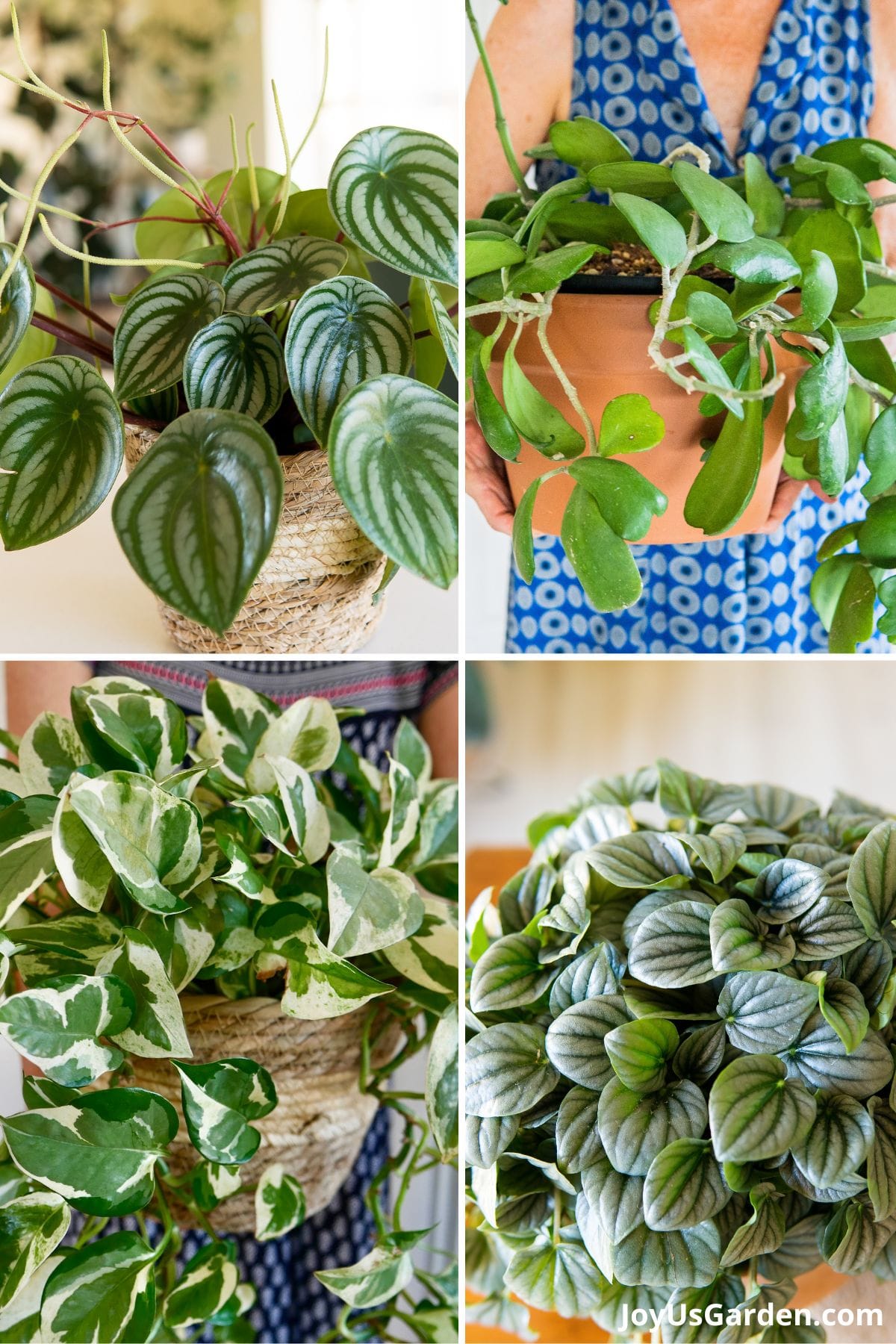 4 photo collage of: watermelon peperomia, nell foster inblue top holding a hoya kerrii in a clay pot, pothos n joy, and ripple peperomia