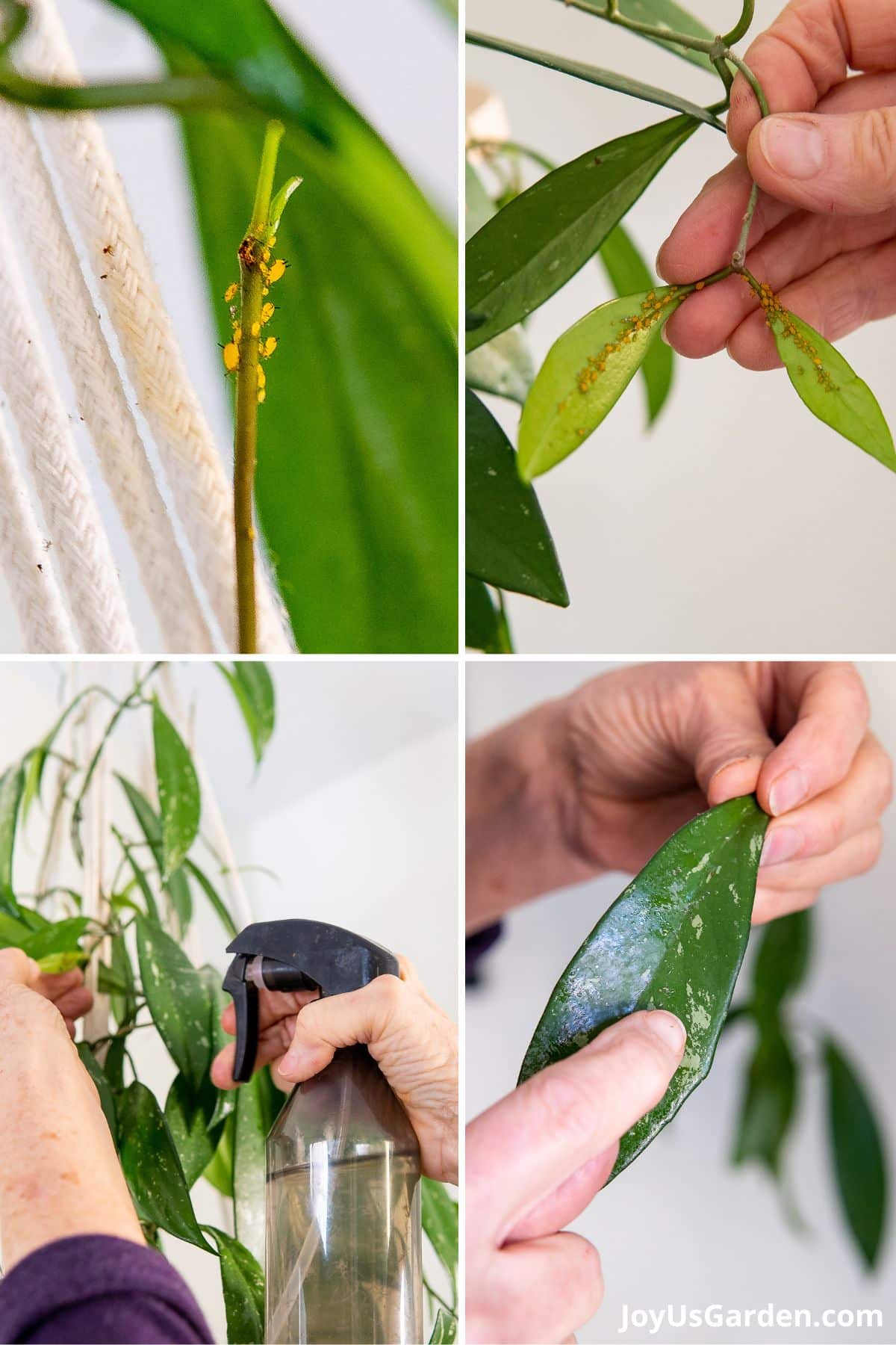 collage of orange aphids on a hanging hoya, aphids are on stems and leaves of hoya, woman shown spraying aphids to remove them