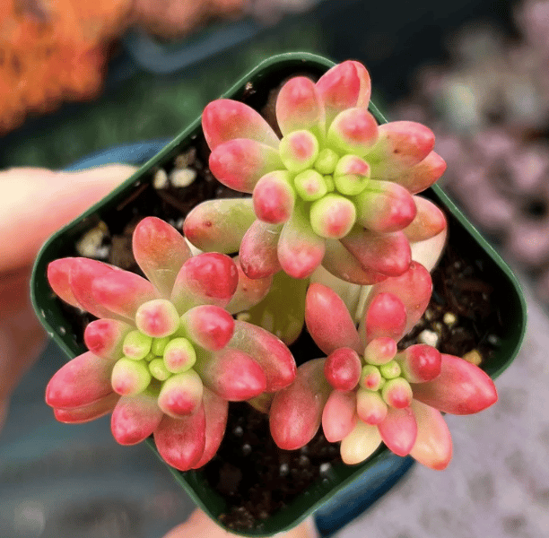 Sedum rubrotinctum "aurora" - Pink Jelly Bean from etsy