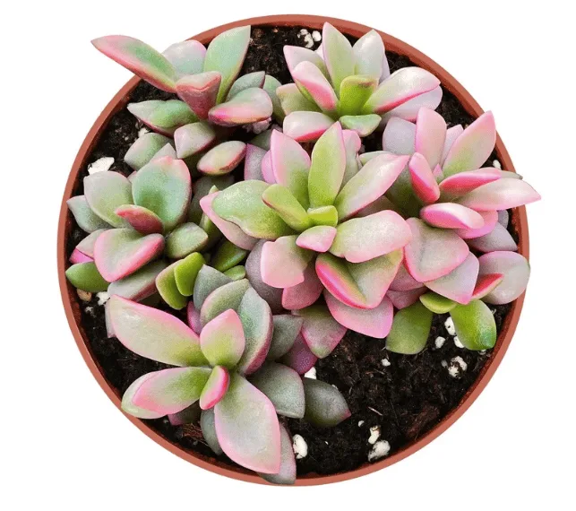Anacampseros telephiastrum variegata from etsy