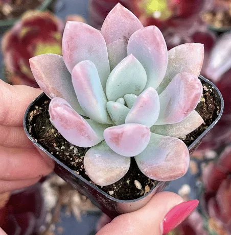 Graptoveria "opalina" from etsy