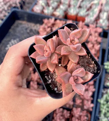 Graptosedum "alpenglow" from etsy