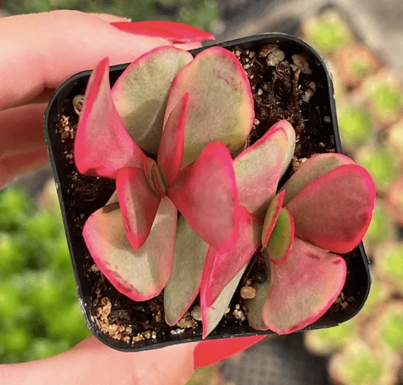 Crassula platyphylla variegata from etsy