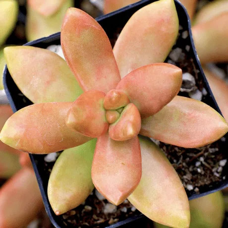 sedum nussbaumerianum from mountain crest gardens