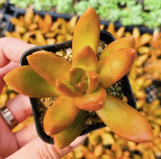 sedum nussbaumerianum from etsy