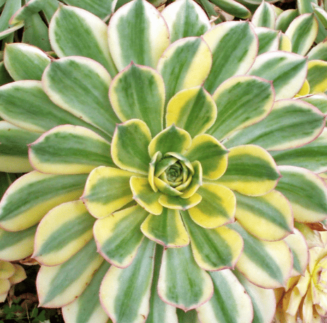 Aeonium Sunburst from mountain crest gardens