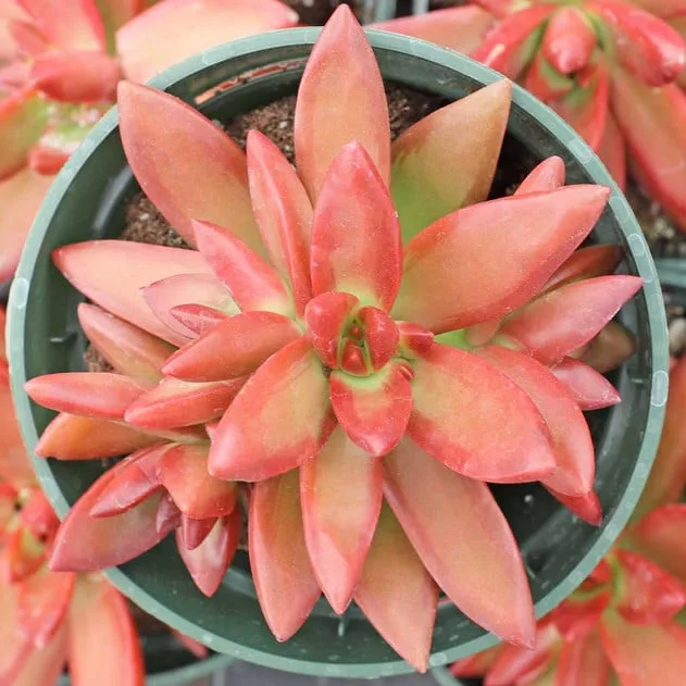 Sedum x Adolphii from mountain crest gardens
