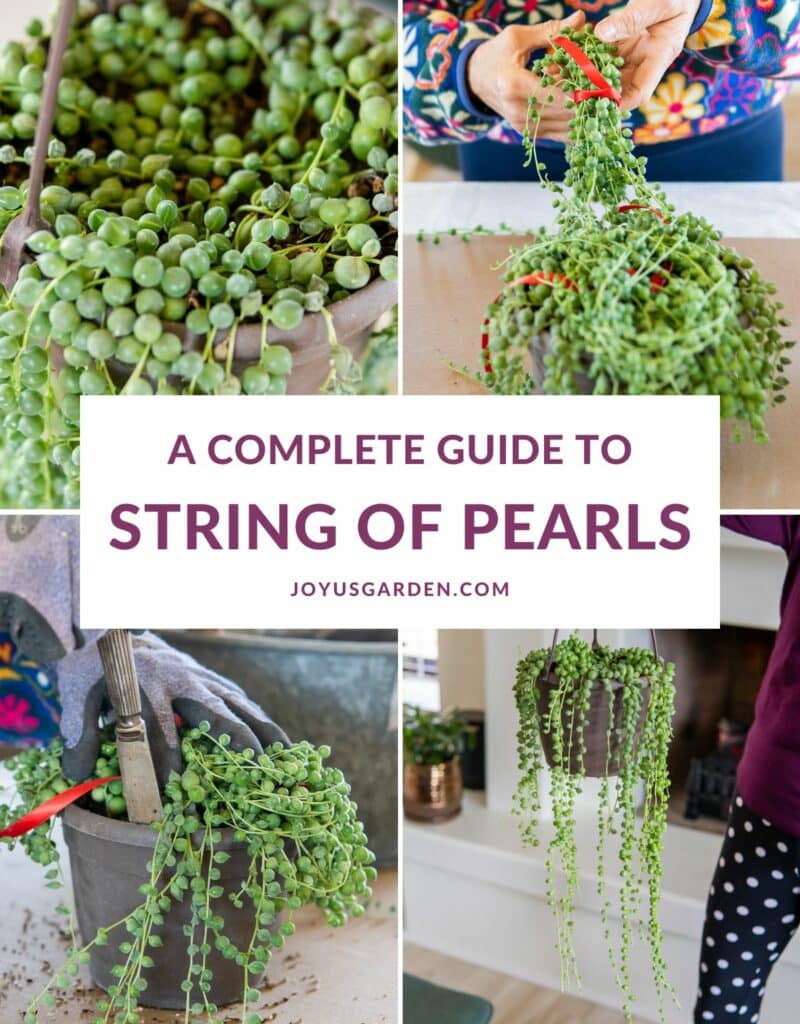 a collage of 4 different photos of the unusual string of pearls succulent plants the text reads a complete guide to string of pearls joyusgarden.com