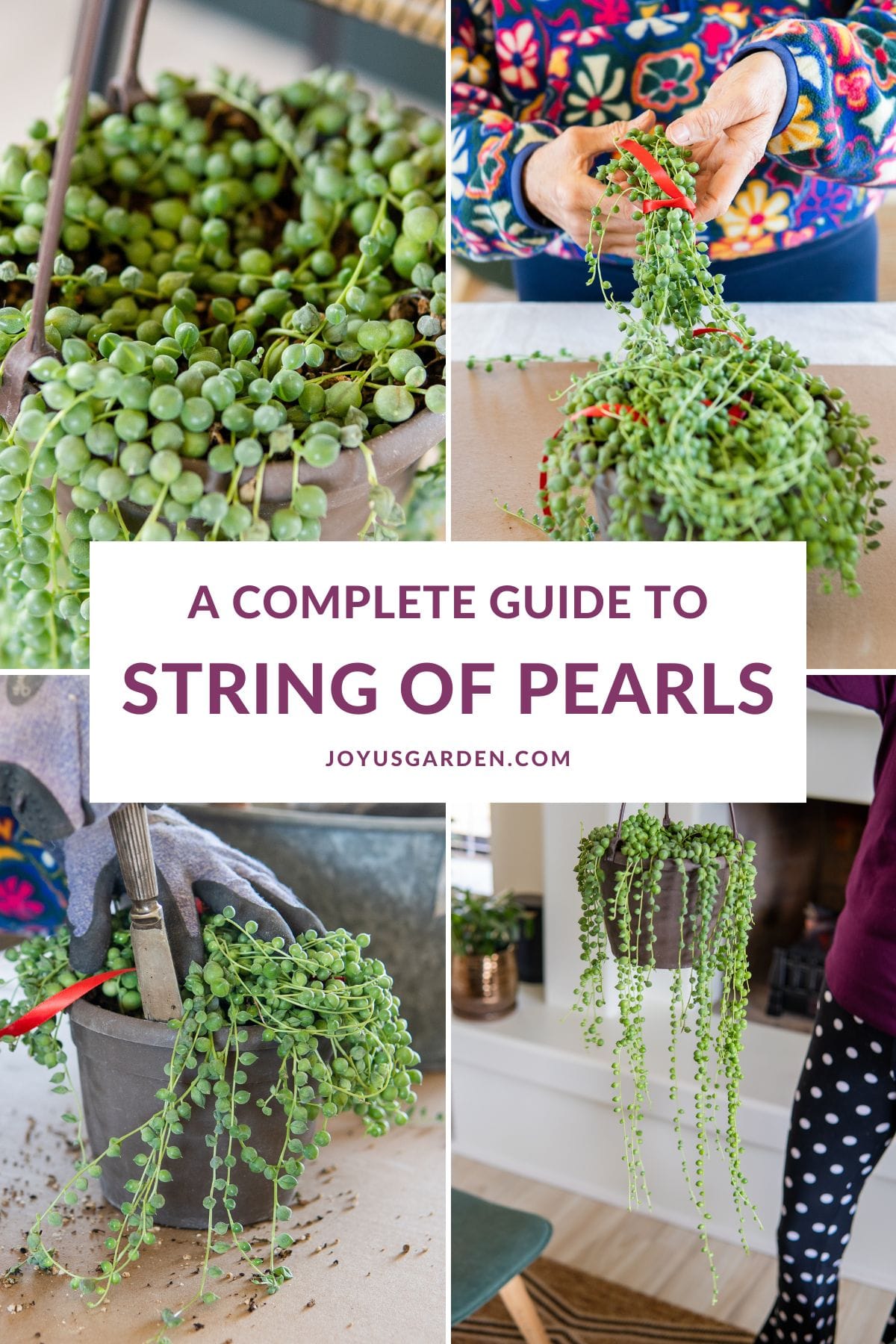 String Of Pearls Cuttings & How To Plant Them / Joy Us garden