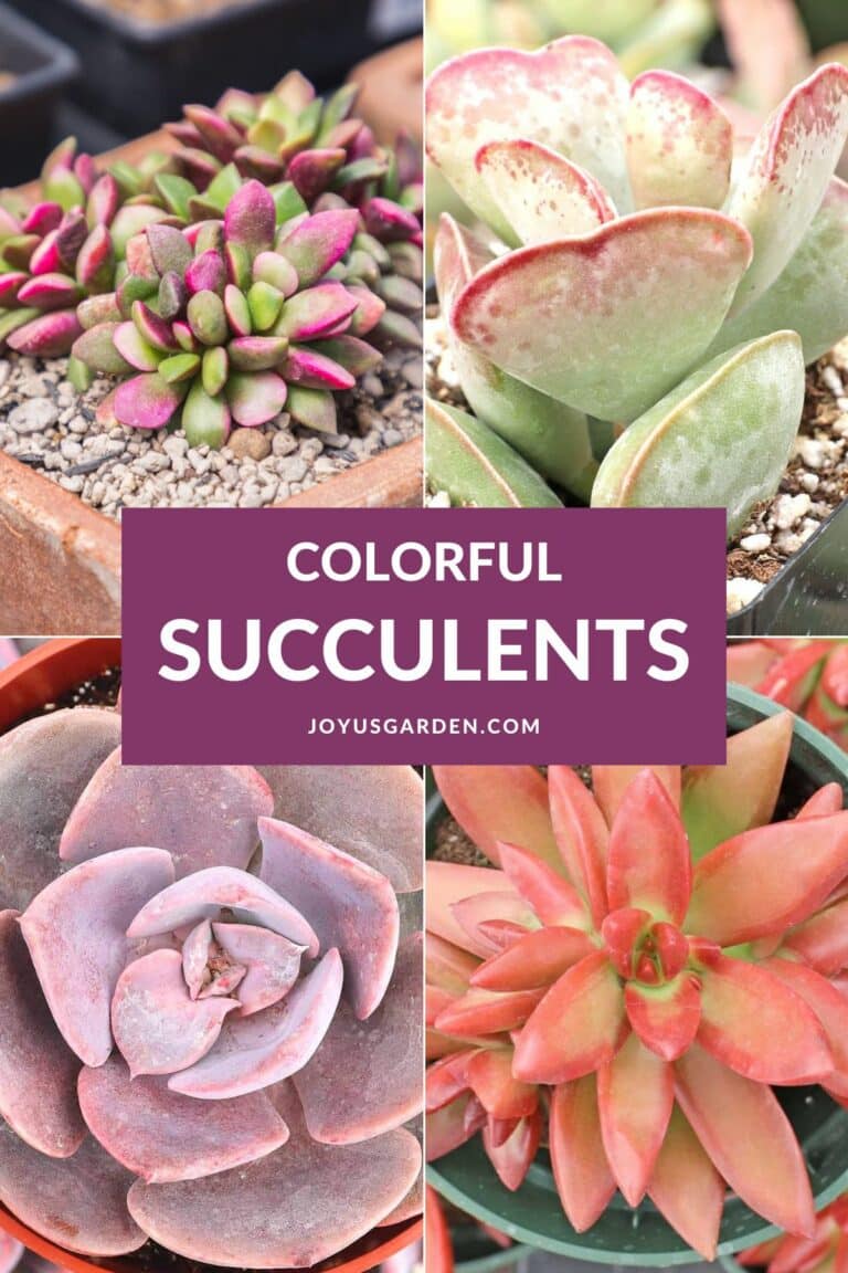 30 Colorful Succulents You’ll Love