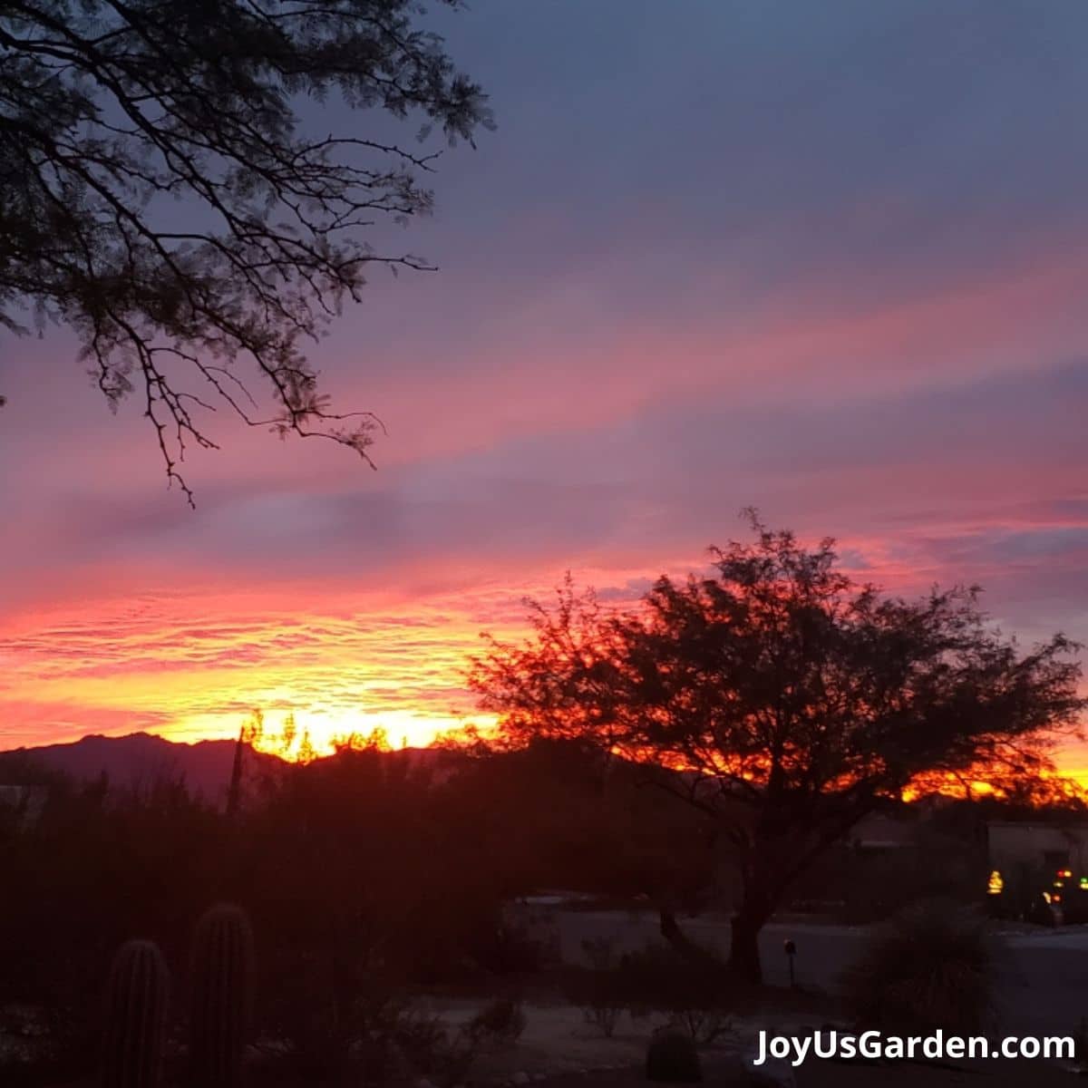 sun setting in sonoran desert, colors of sunset range from yellow, pink, purples, mesquite bush and saguaro cactus in yard