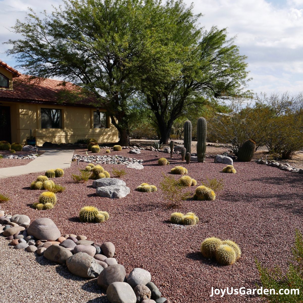landscape shown of front yard in the Sonoran desert: saguaro cactus, golden barrel clusters, mesquite trees, and landscape rock