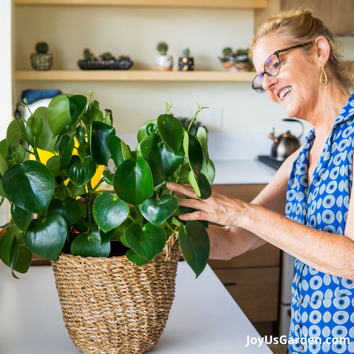 nell foster in blue top looking at a raindrop peperomia in plant basket on her kitchen counter