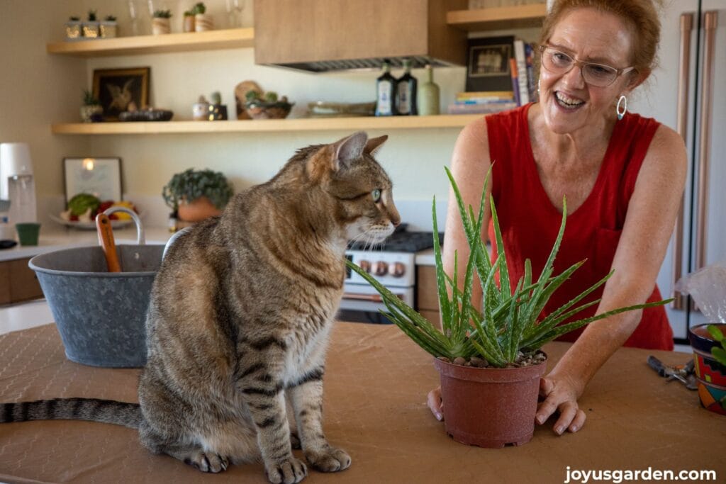 A woman holds a newly planted aloe vera in an orange pot with a tabby cat nearby.