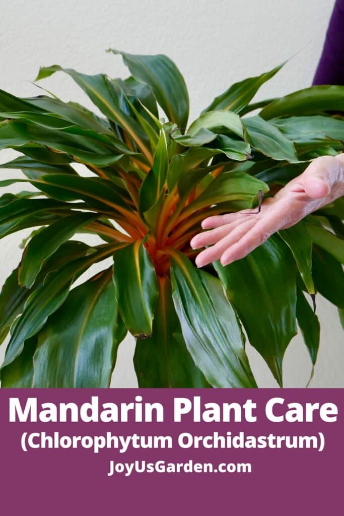 Mandarin Plant Care & Growing Tips (2024 Guide)