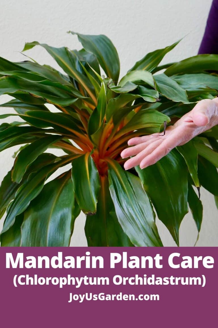 Mandarin Plant Care: How to Grow Chlorophytum Orchidastrum