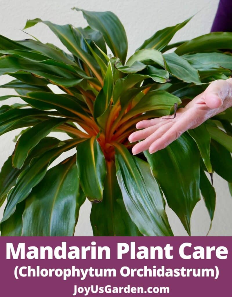 photo of woman holding mandarin plant hand shown text reads mandarin plant care joyusgarden.com