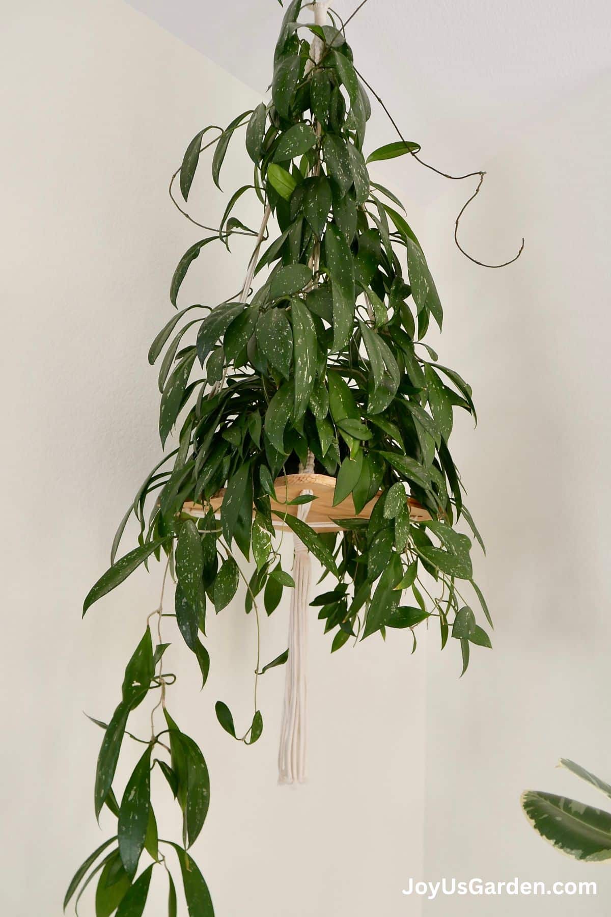hoya hanging on an indoor planter in corner of bright rooom