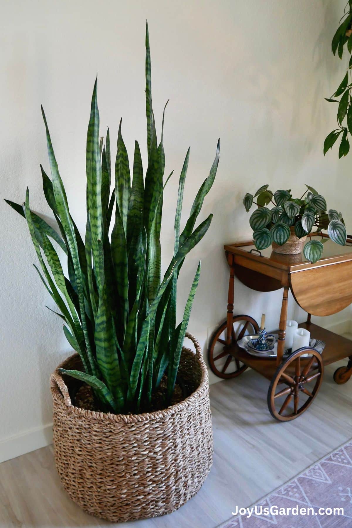 large snake plant in plant basket on floor with a watermelon peperomia on an antique cart 