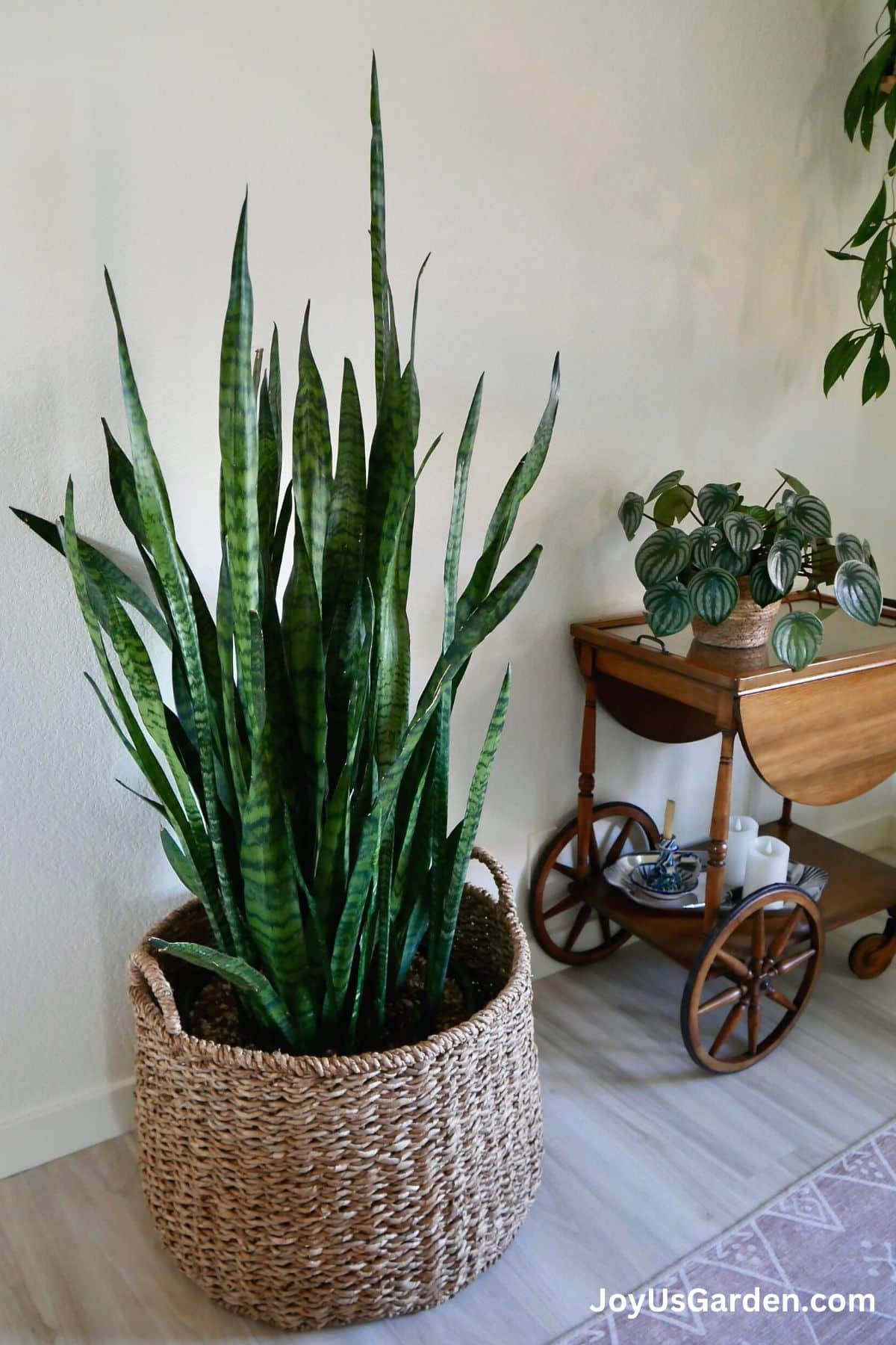 large snake plant in plant basket on floor with a watermelon peperomia on an antique cart