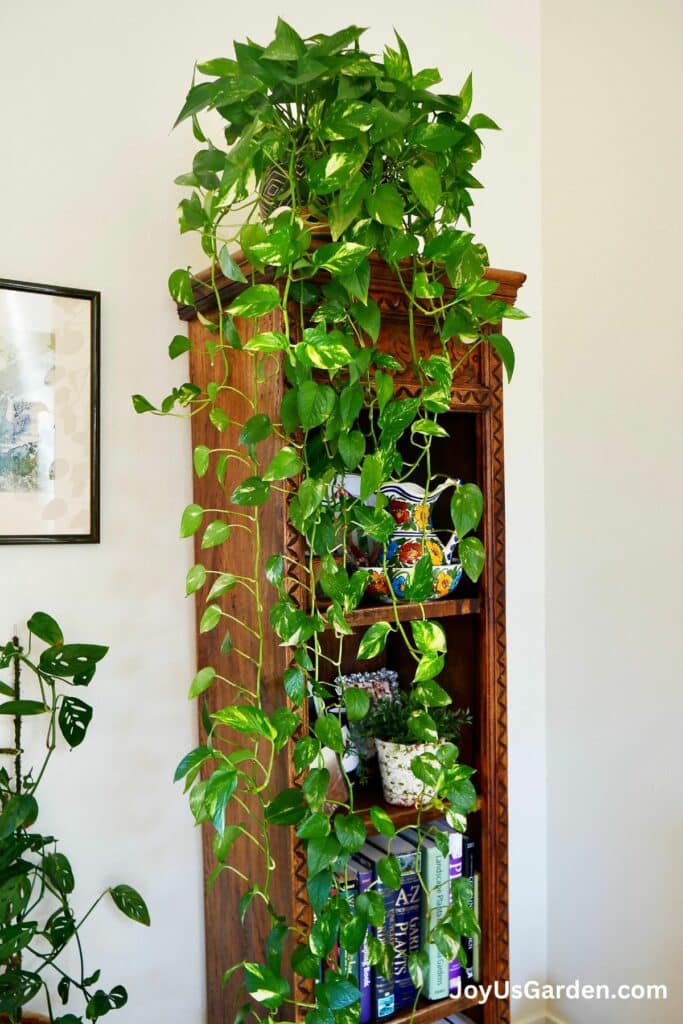 10 Best Low Light Indoor Plants (Easy Care & Low Maintenance)