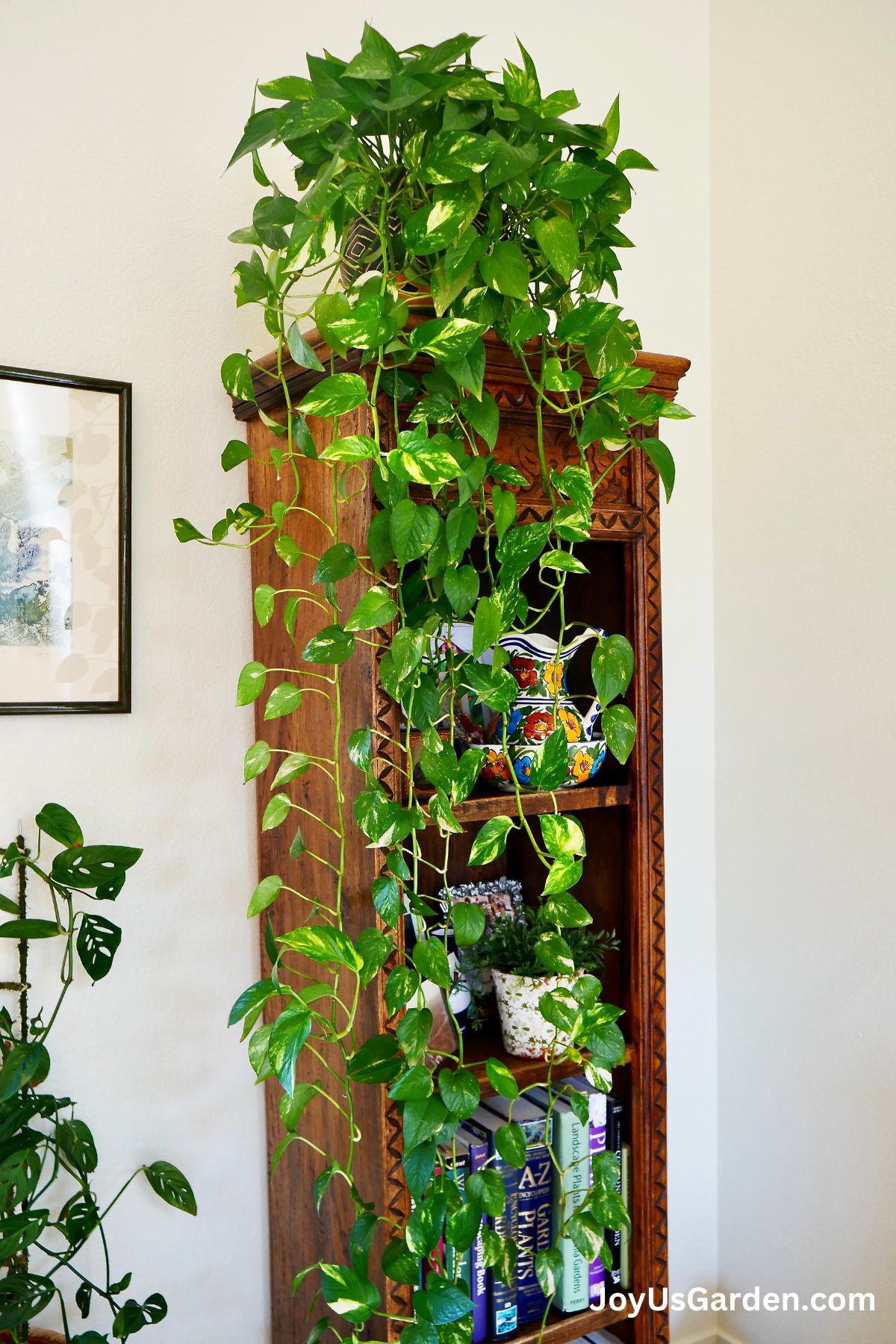 golden pothos grows indoors atop a tall bookshelf, trails of pothos trail down