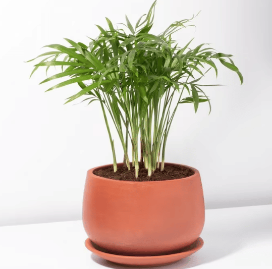 terracotta planter pot with minimalist design with plant shown potted inside from etsy