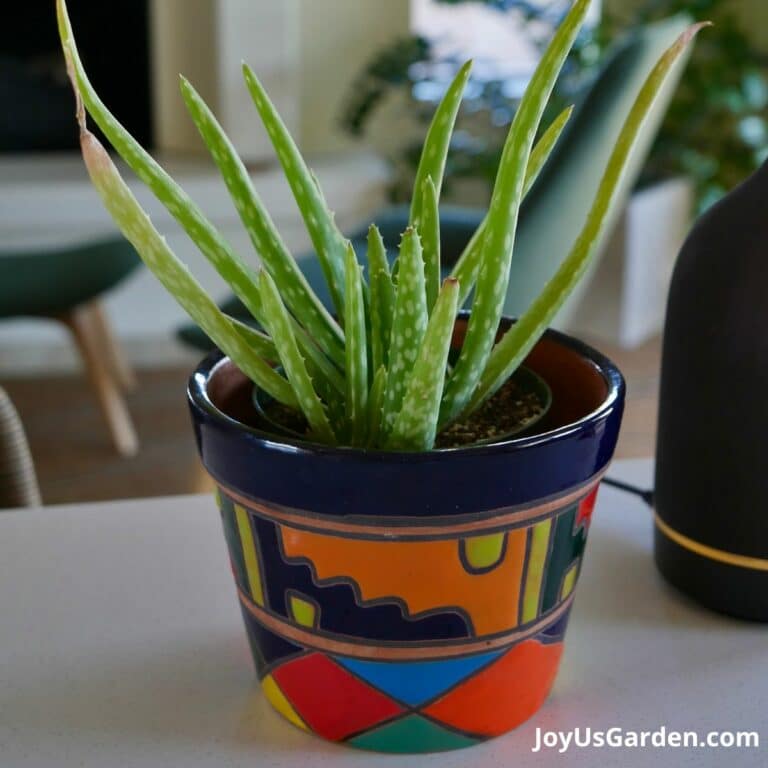 Aloe Vera Pups: How To Plant & Care For Aloe Babies