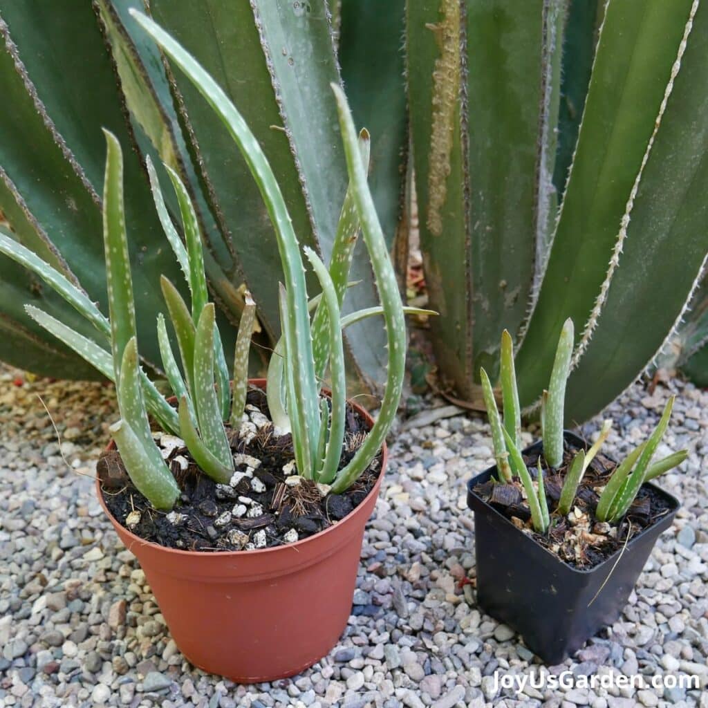 two sets of aloe vera pups in grow pots outside on gravel with mexican fence post cactus growing in the background