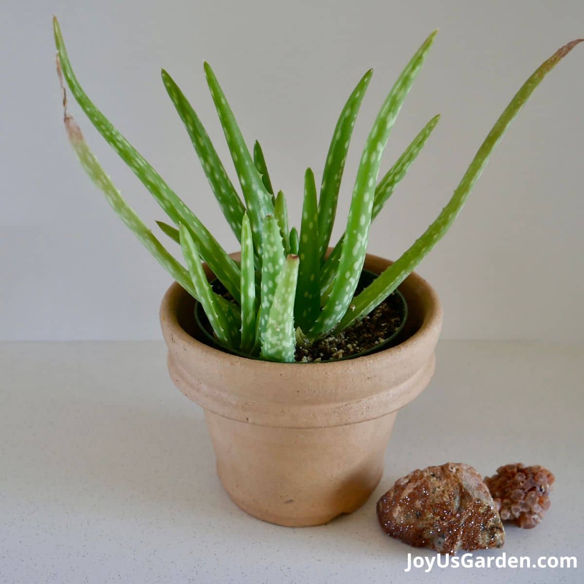 small aloe vera in terracotta pot sitting on counter next to two small geodes