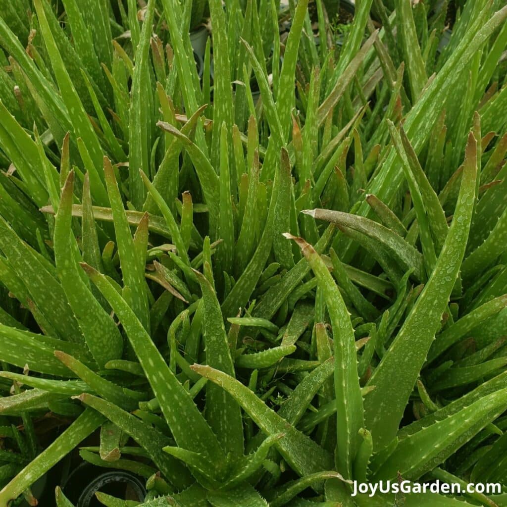 aloe vera plants clumped together on table in green house