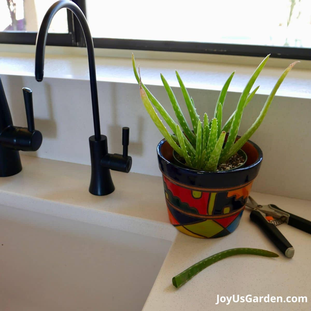 aloe vera growing on kitchen counter in talavera pot, pruned leaf and pruners on counter next to pot